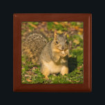 Grey Squirrel, eating, peanut, Crystal Springs Keepsake Box<br><div class="desc">Grey Squirrel,  eating,  peanut,  Crystal Springs Rhododendron Garden,  Portland,  Oregon,  USA | Michel Hersen / DanitaDelimont.com</div>