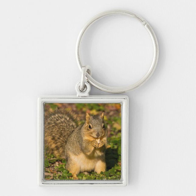 Grey Squirrel, eating, peanut, Crystal Springs Keychain (Front)