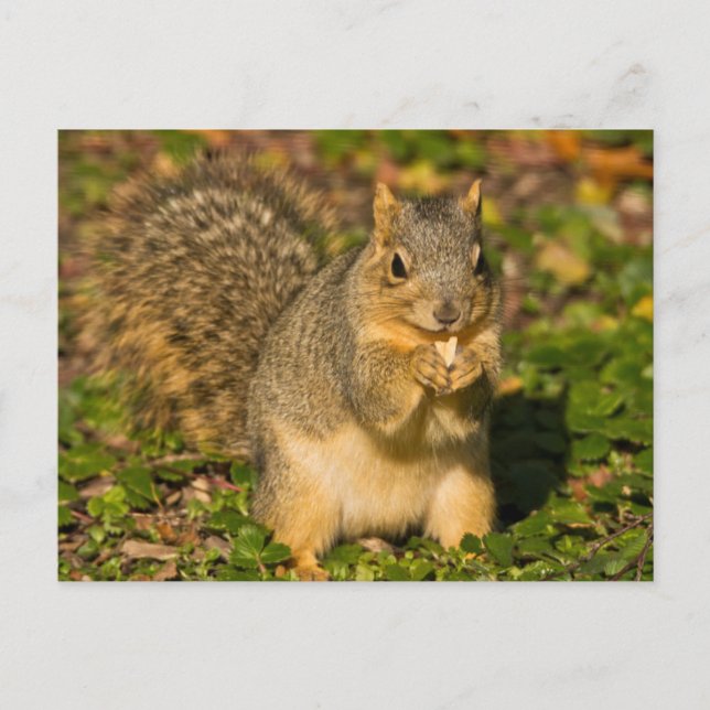 Grey Squirrel, eating, peanut, Crystal Springs Postcard (Front)