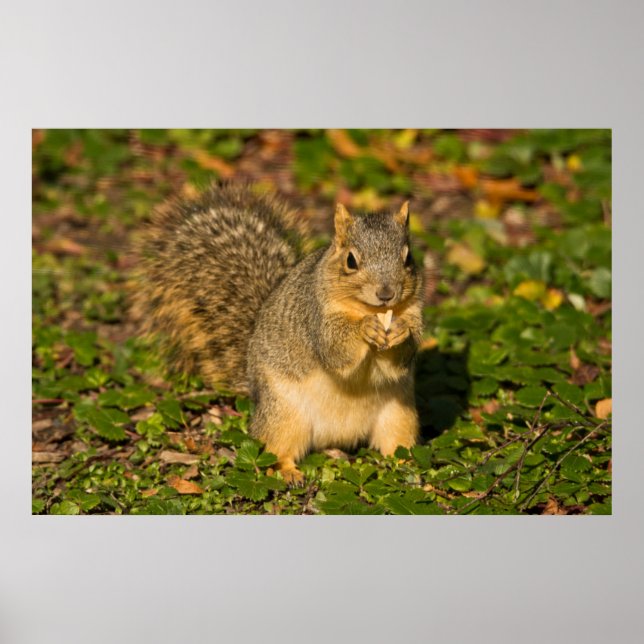 Grey Squirrel, eating, peanut, Crystal Springs Poster (Front)