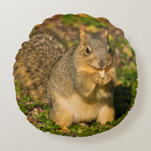 Grey Squirrel, eating, peanut, Crystal Springs Round Pillow