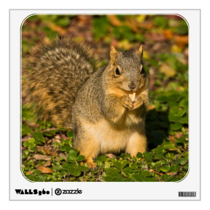 Grey Squirrel, eating, peanut, Crystal Springs Wall Decal