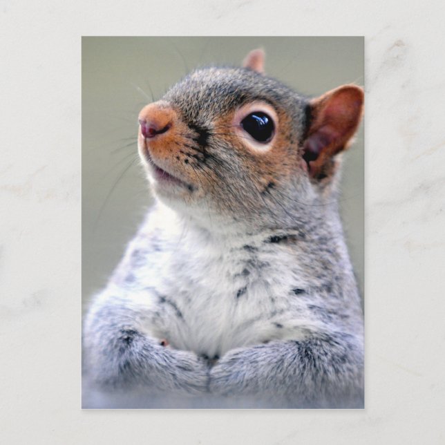 Grey Squirrel Face Photograph Postcard (Front)