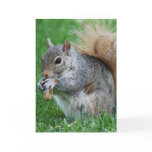 Grey Squirrel  Greeting Card