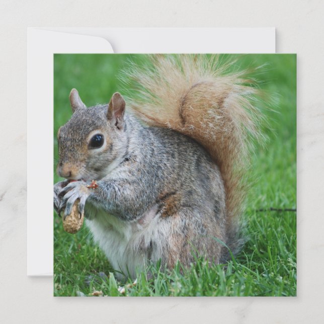 Grey Squirrel Invitations (Front)