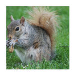 Grey Squirrel Invitations
