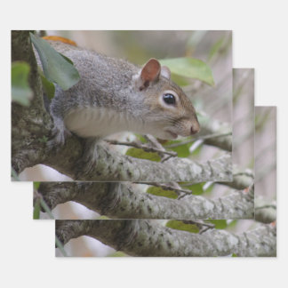 Grey Squirrel Keeping Watch Wrapping Paper Sheets