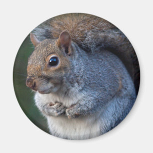 Grey Squirrel Magnet