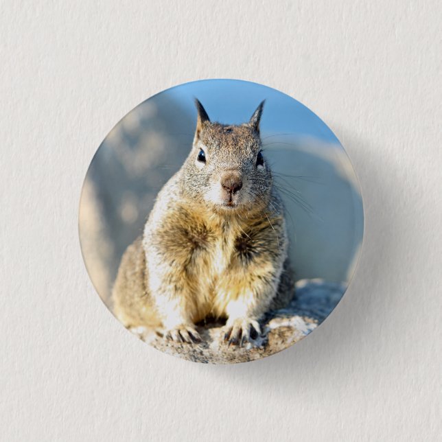 Grey squirrel, Monterey Bay, California Button (Front)