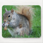 Grey Squirrel  Mouse Pad