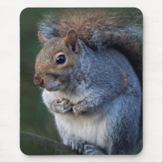 Grey Squirrel Mousemat Mouse Pad