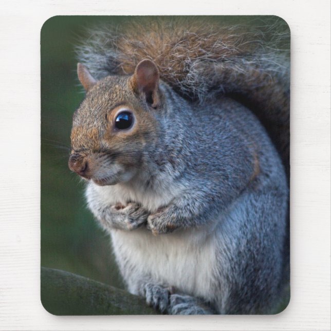 Grey Squirrel Mousemat Mouse Pad (Front)