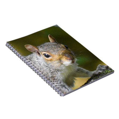 Grey Squirrel  Notebook
