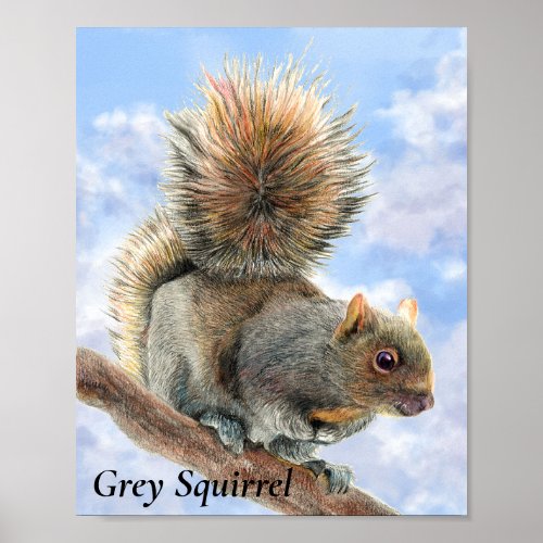 Grey Squirrel Pencil Drawing Artwork Poster