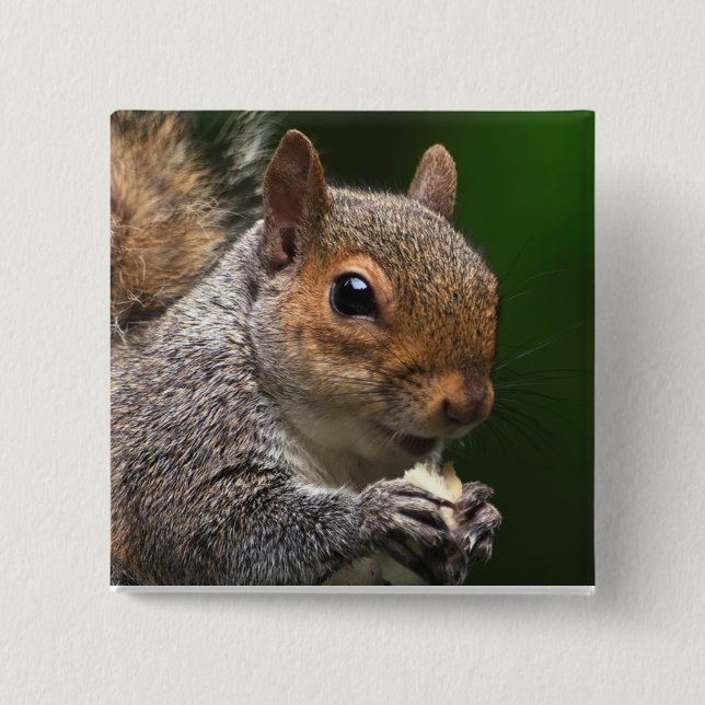 Grey Squirrel Pinback Button (Front)