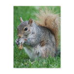Grey Squirrel  Postcard