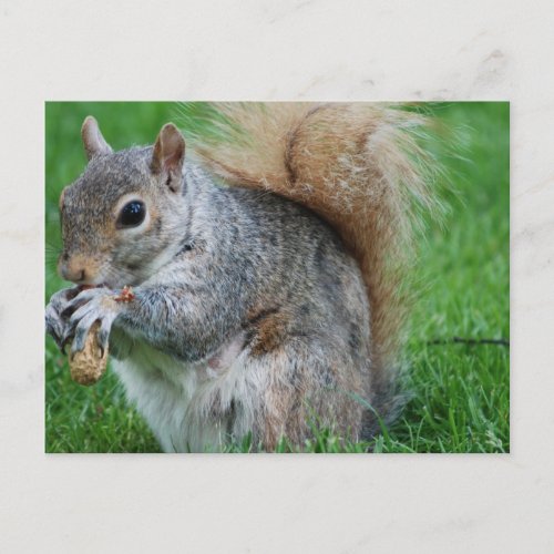 Grey Squirrel  Postcard