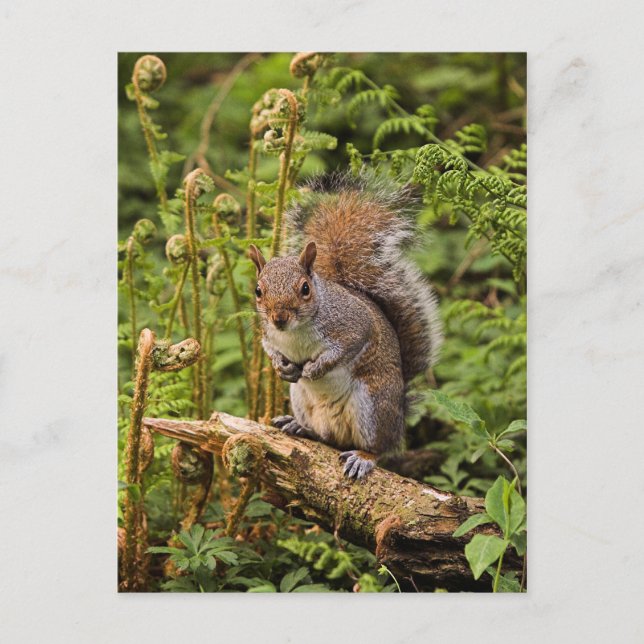 Grey Squirrel  Postcard (Front)