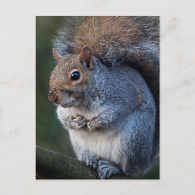 Grey Squirrel Postcard (Front)