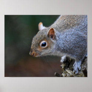 Grey Squirrel Poster