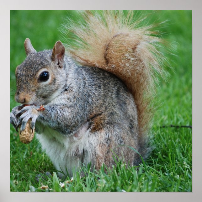 Grey Squirrel Poster (Front)