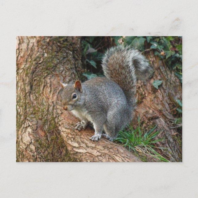 Grey Squirrel. Roath Park, Cardiff, Wales Postcard (Front)