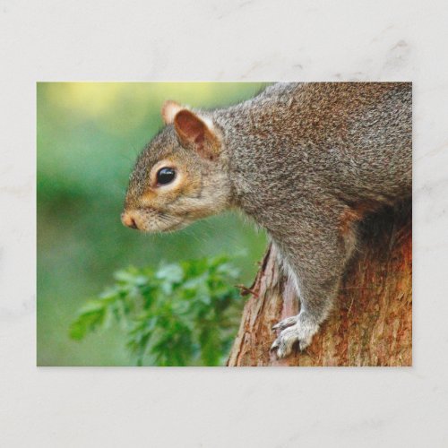Grey Squirrel Roath Park Cardiff Wales Postcard