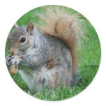 Grey Squirrel  Sticker