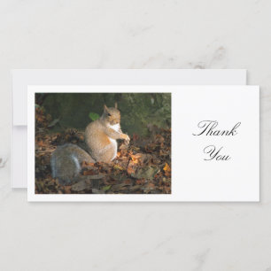 Grey Squirrel - Thank You