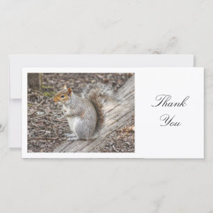 Grey Squirrel - Thank You