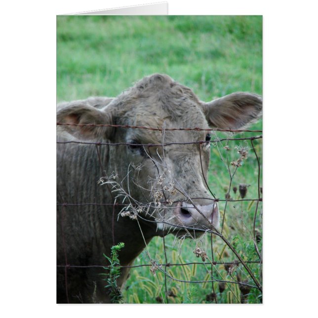 Grey Steer Cards (Front)