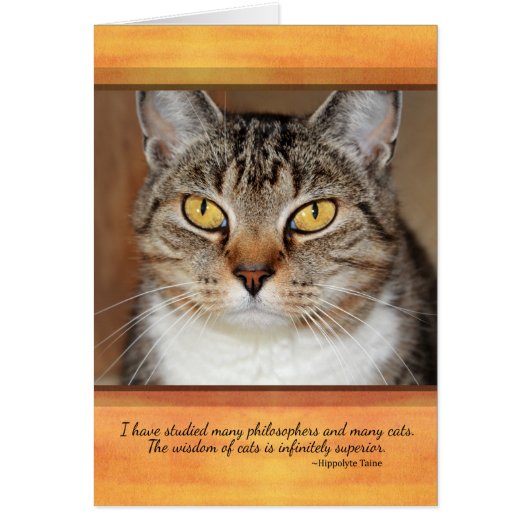Grey Tabby Cat Cards (Front)