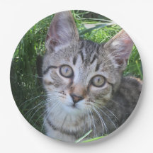 Grey Tabby Cat