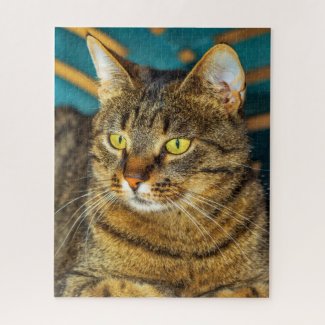 Grey Tabby