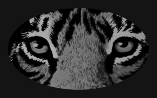 Grey Tiger Eyes The MUSEUM Zazzle Gifts T-Shirt