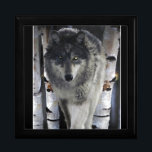 Grey Timber Wolf & Trees Wildlife Art Jewelry Box<br><div class="desc">The Alpha male of a Grey Wolf pack walks a lonely trail through the trees. Though he is Leader of the Pack, his path is a lonely one. The pack relies on his wisdom and instincts to keep them safe and to keep order in the group. Artwork by Skye Ryan-Evans...</div>