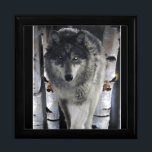 Grey Timber Wolf & Trees Wildlife Art Jewelry Box<br><div class="desc">The Alpha male of a Grey Wolf pack walks a lonely trail through the trees. Though he is Leader of the Pack, his path is a lonely one. The pack relies on his wisdom and instincts to keep them safe and to keep order in the group. Artwork by Skye Ryan-Evans...</div>