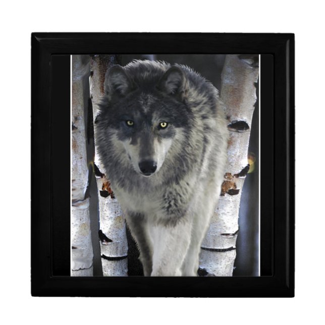 Grey Timber Wolf & Trees Wildlife Art Jewelry Box (Front)