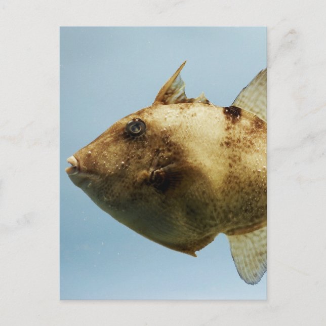 Grey Triggerfish Postcard (Front)