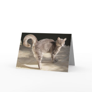 GREY TURKISH CAT CARD