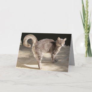 GREY TURKISH CAT CARD