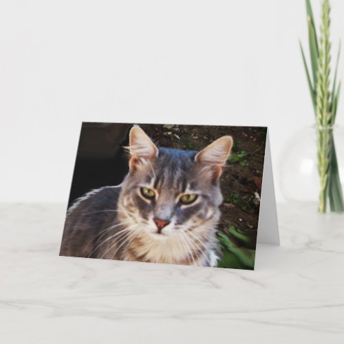GREY TURKISH CAT PORTRAIT CARD