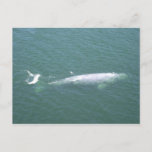 Grey Whale Postcard at Zazzle