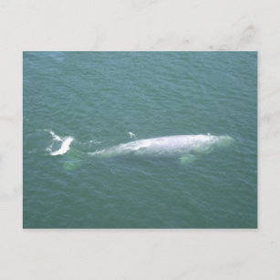 Grey Whale Postcard