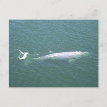Grey Whale Postcard by FogWeaver at Zazzle