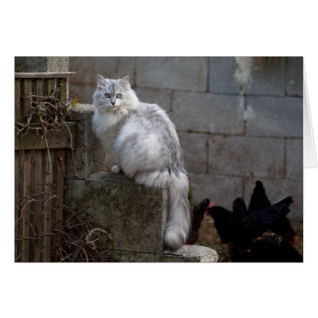 Grey-White Angora Cat Cards (Front Horizontal)