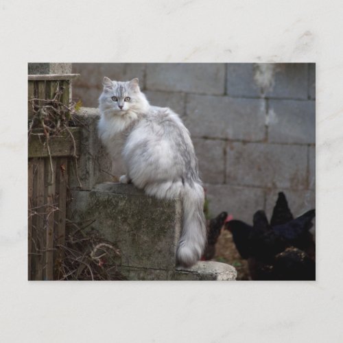 Grey_White Angora Cat Postcard