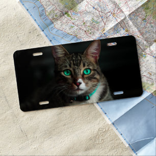 Grey & White Cat with Blue Eyes & Matching Collar License Plate