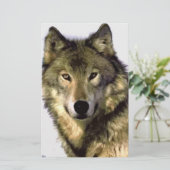 Grey Wolf (Standing Front)