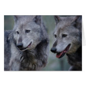 Grey wolf (Front Horizontal)